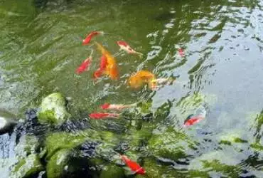 Декоративні риби для штучного ставка і водойми Декоративні риби для штучного ставка і водойми