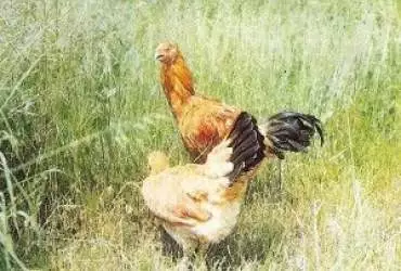 Малайські бійцівські кури Малайські бійцівські кури