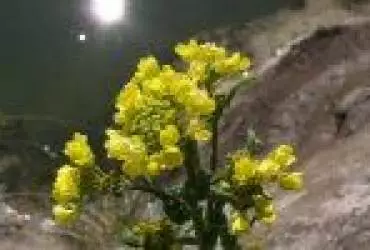 Сурепка при захворюванні нирок і для потенції Сурепка при захворюванні нирок і для потенції