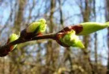 Весняні нирки і їх користь для здоров`я Весняні нирки і їх користь для здоров`я